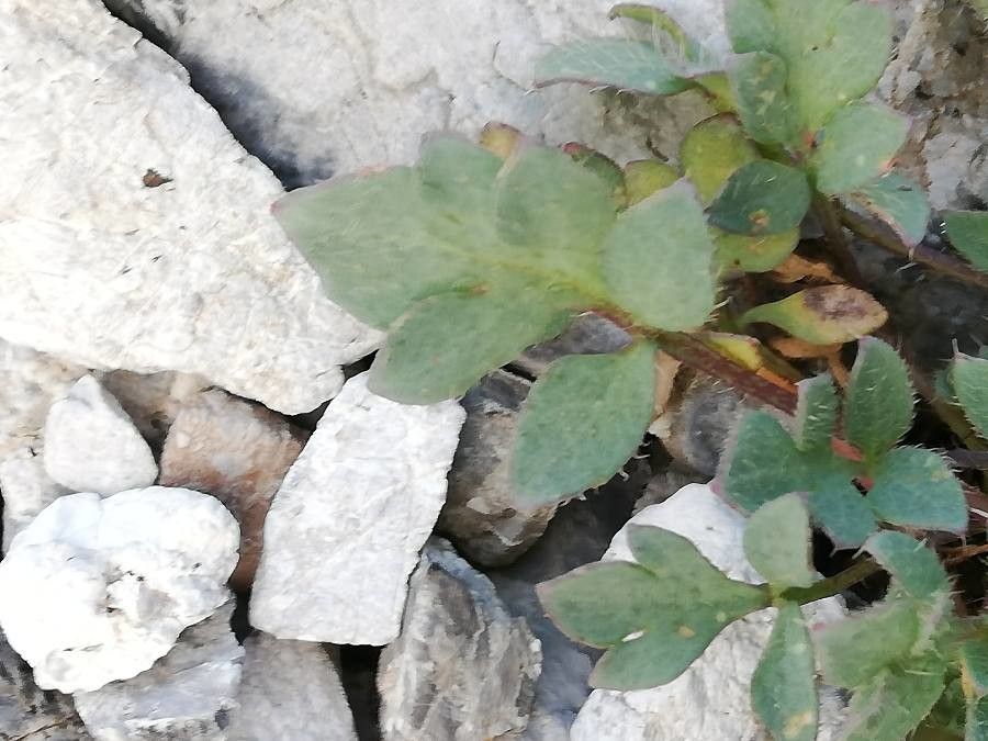 Papaver rhaeticum leaf