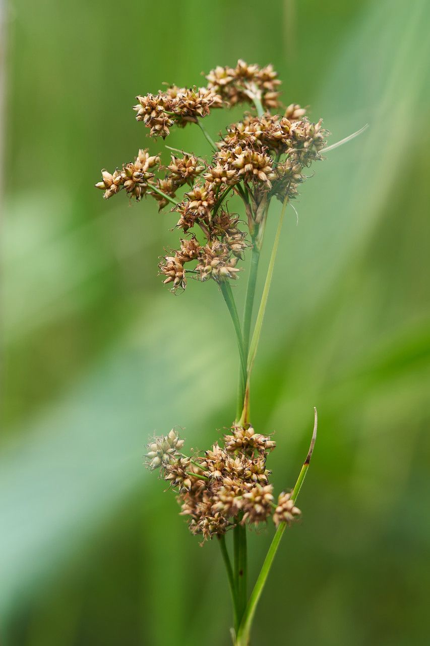 Cladium mariscus flower
