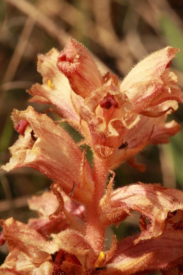 Orobanche alba leaf