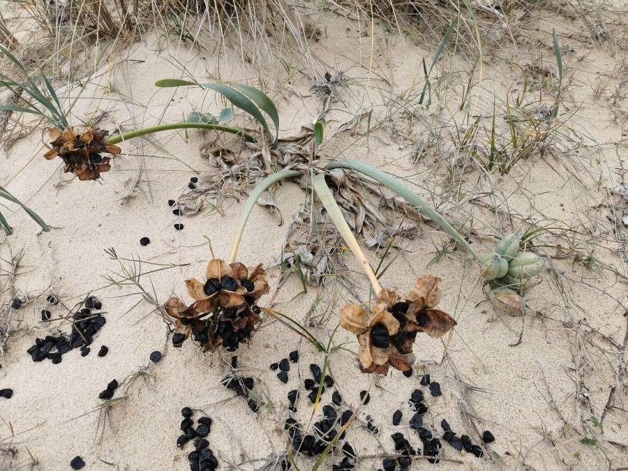 Pancratium maritimum L. fruit