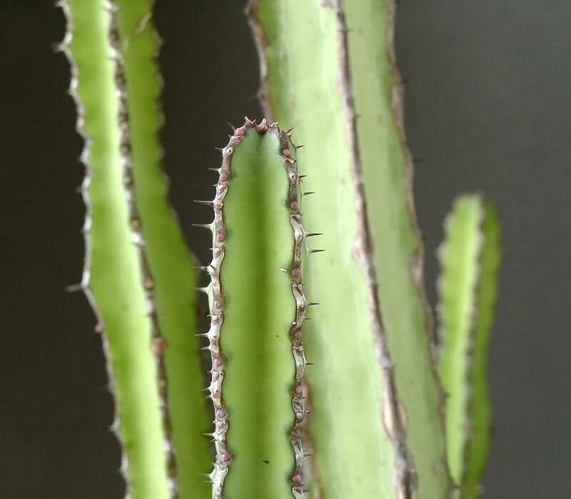 Euphorbia stapfii habit