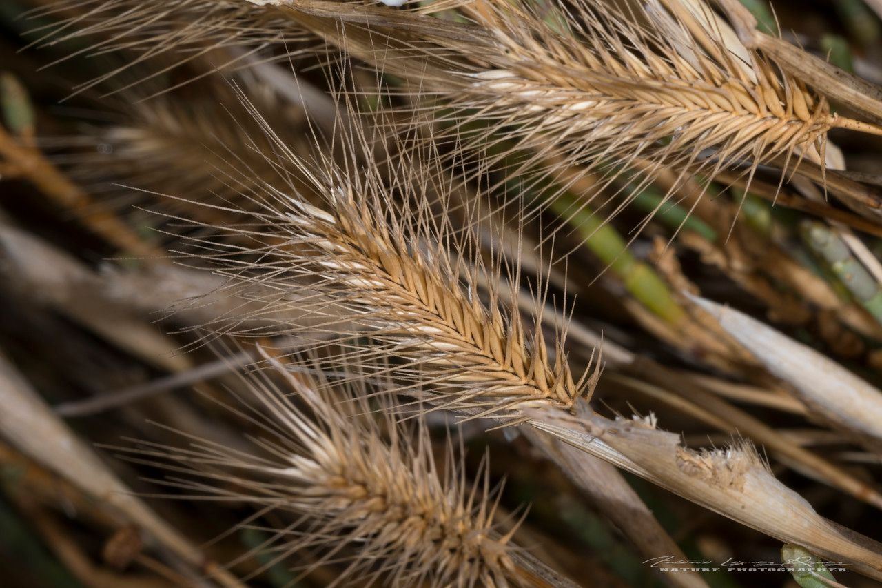 Hordeum marinum fruit