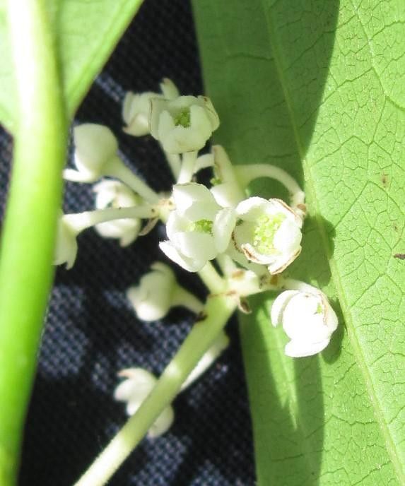 Nectandra lineata — search result for 'Nectandra'