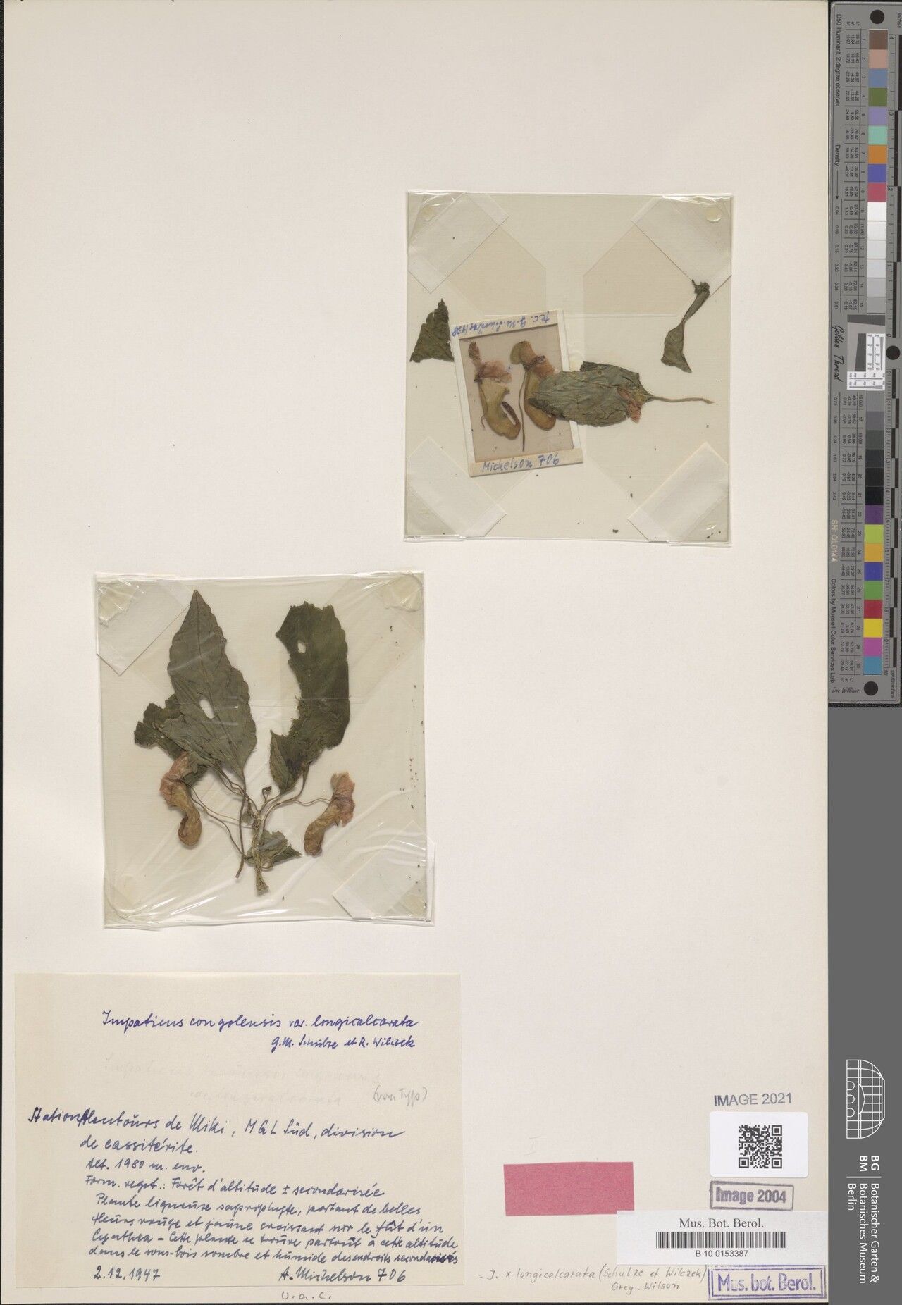 Impatiens kivuensis — houseplant care guide