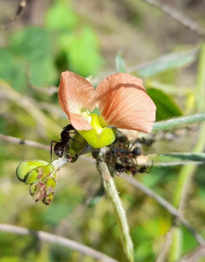 Macroptilium erythroloma flower