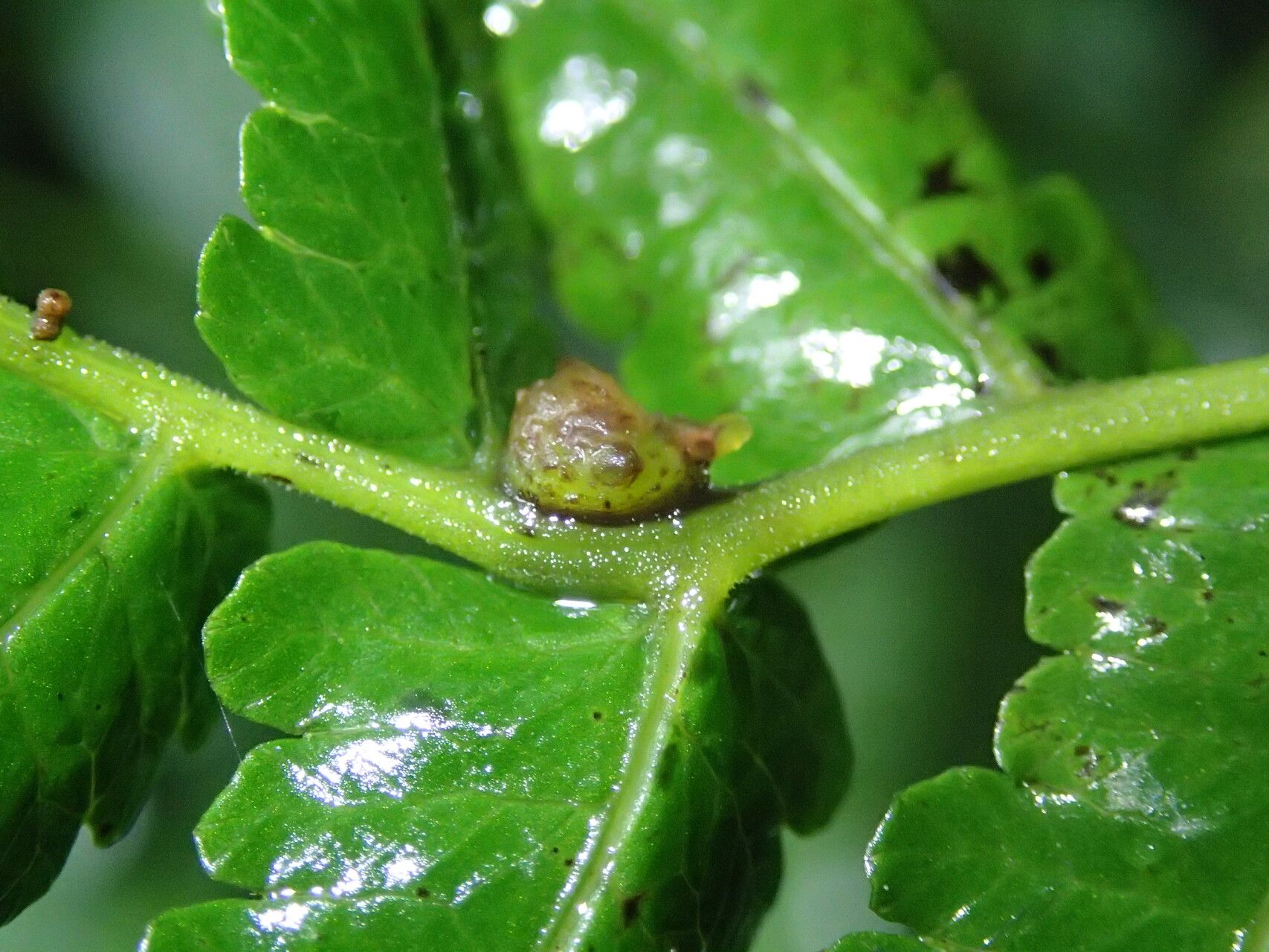 Thelypteris madagascariensis — search result for 'Thelypteris'