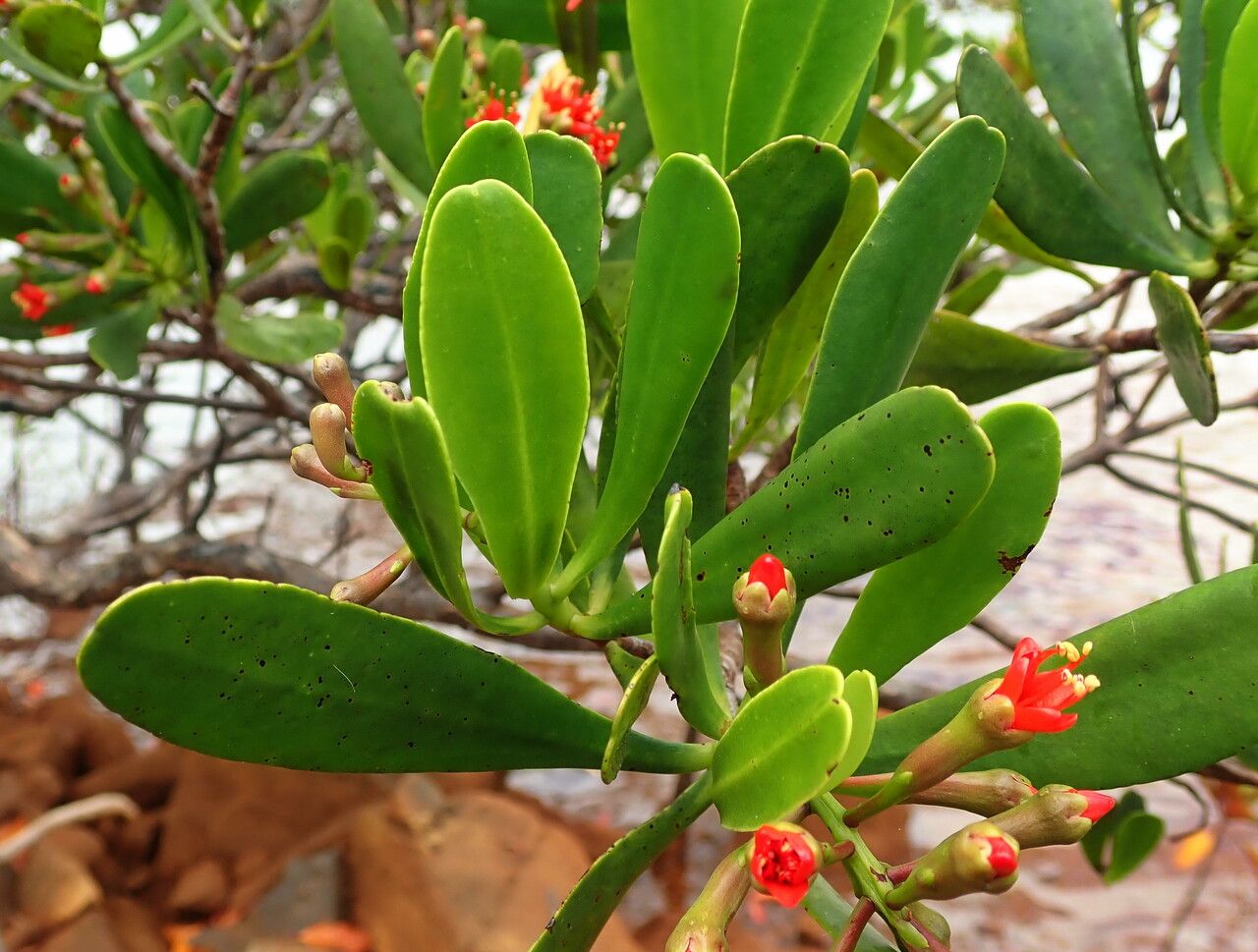 Lumnitzera littorea — search result for 'Fiji'