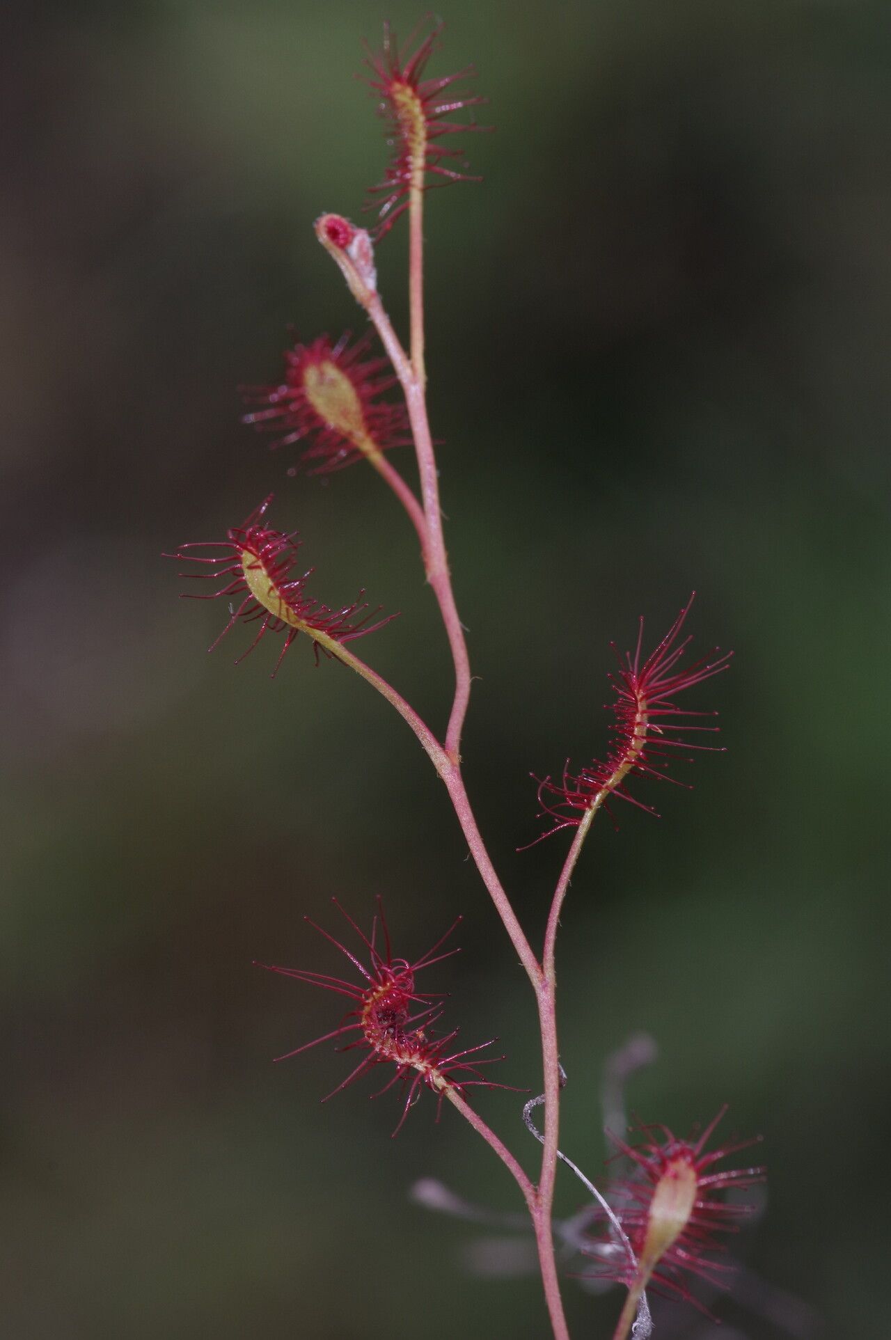 Drosera affinis