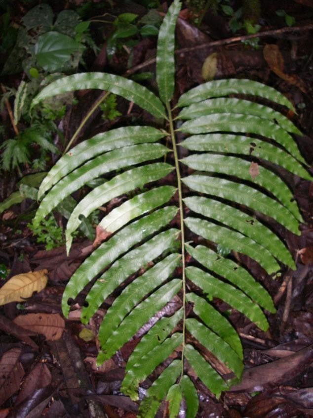 Thelypteris falcata leaf