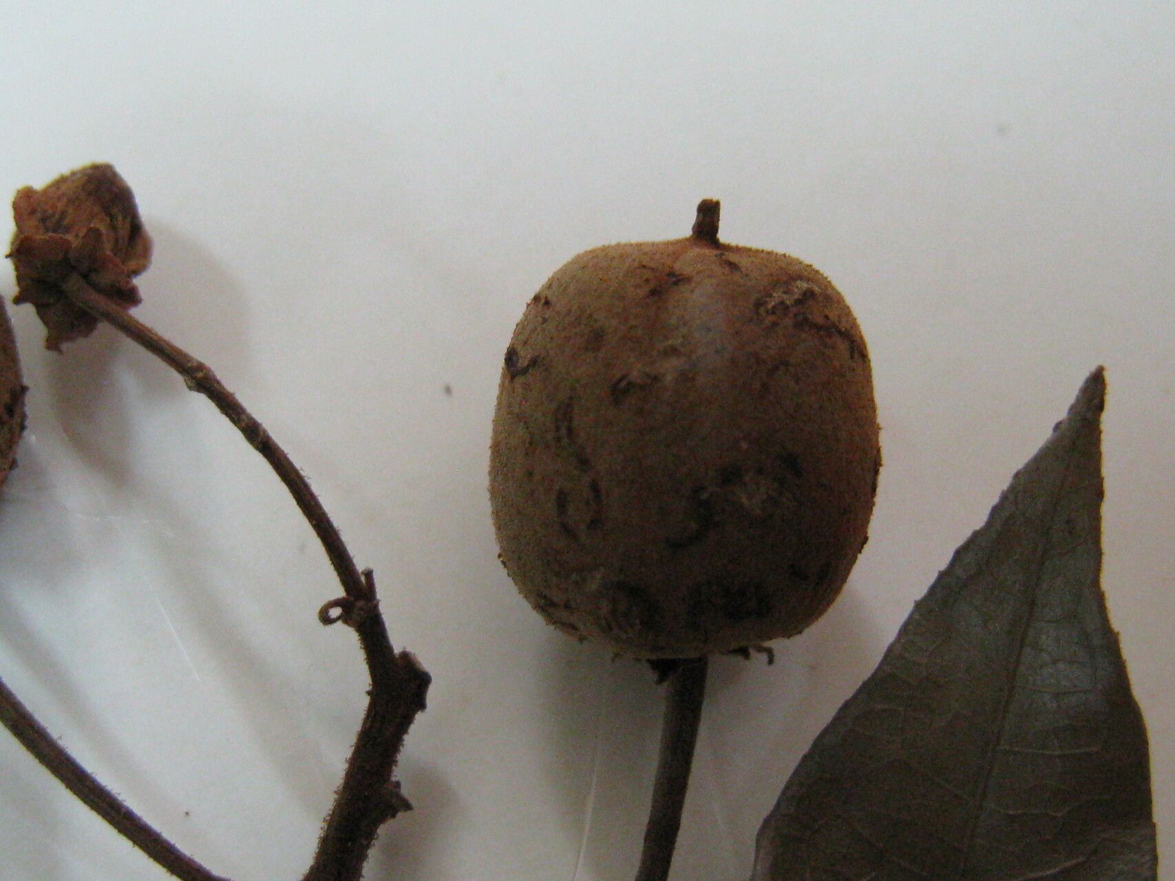 Mabea taquari — houseplant care guide