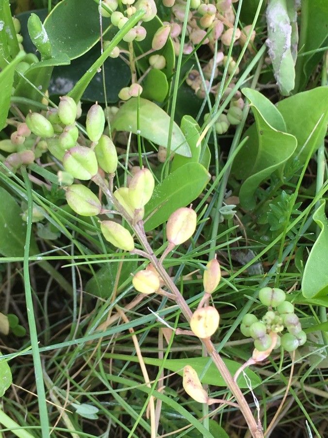 Cochlearia anglica fruit