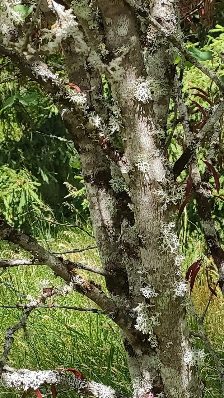 Cercis griffithii bark