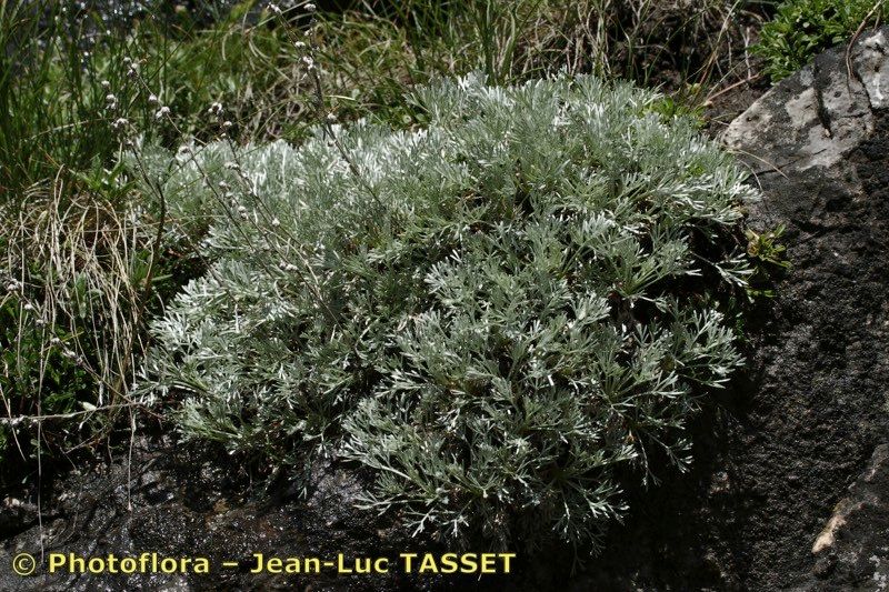 Artemisia nitida habit