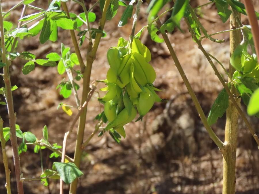 Crotalaria agatiflora flower