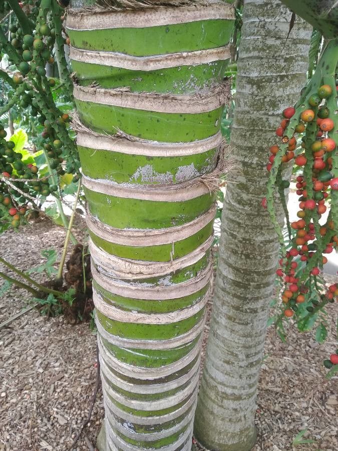 Rhopalostylis baueri bark