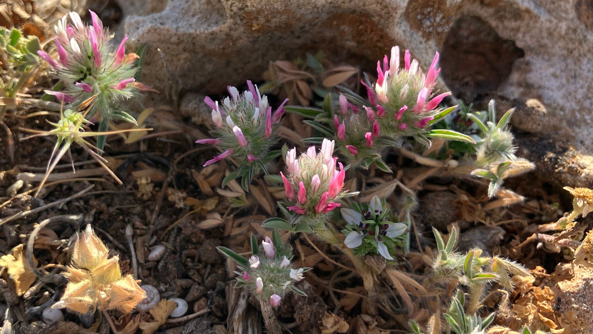 Trifolium pamphylicum — houseplant care guide