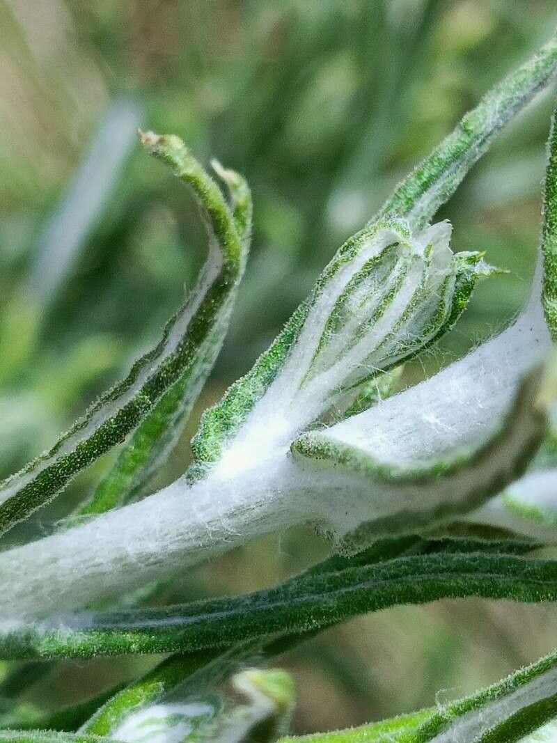 Helichrysum rugulosum bark