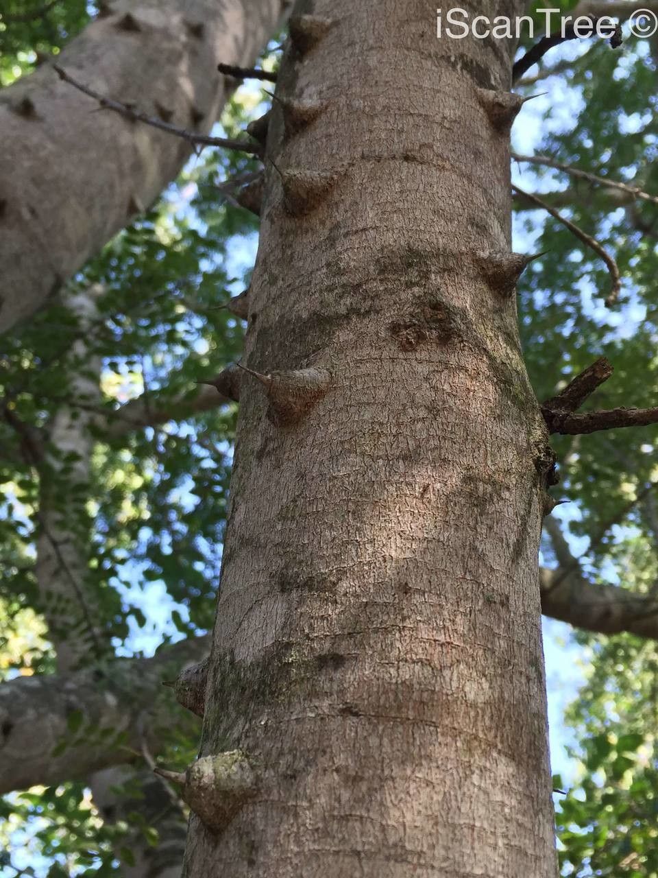 Zanthoxylum capense bark