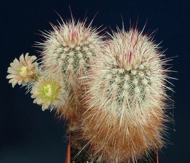 Echinocereus russanthus — search result for 'Echinocereus'