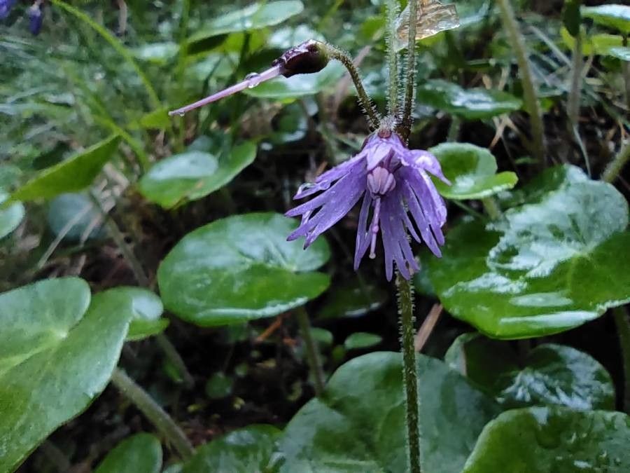 Soldanella villosa flower