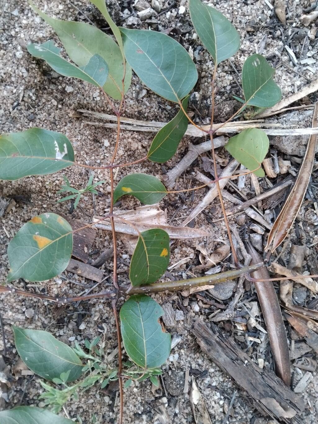 Stereospermum euphorioides — search result for 'Stereospermum'