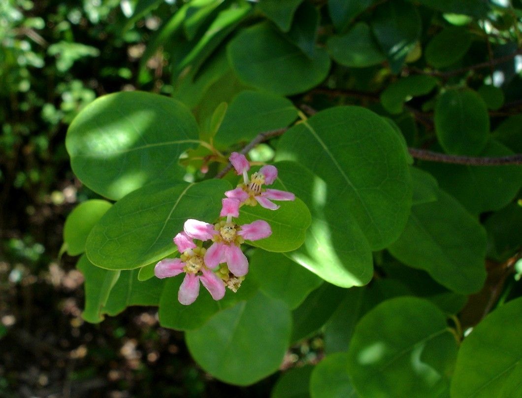 Heteropterys purpurea flower