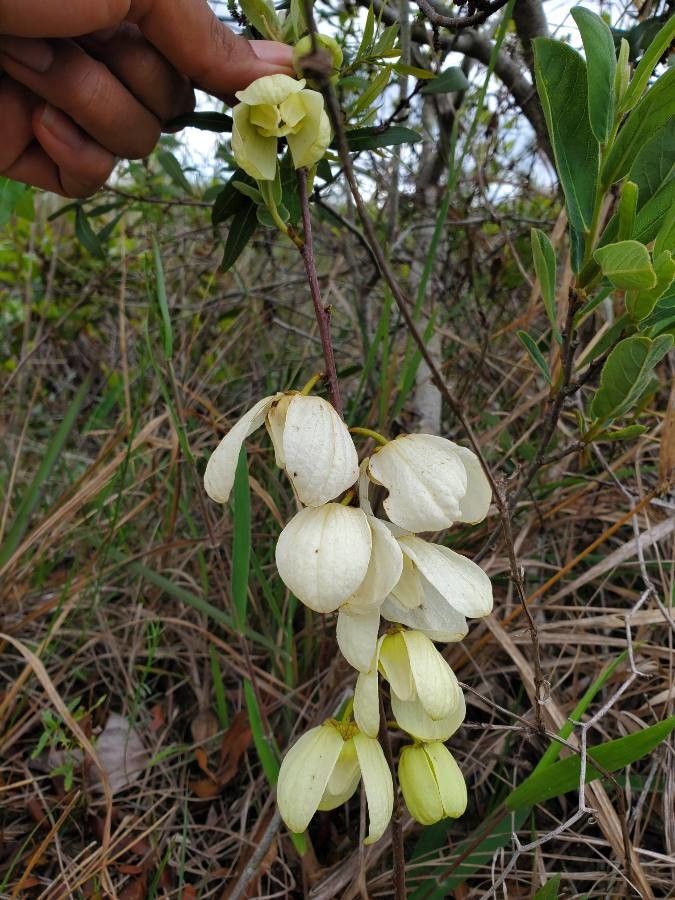 Asimina obovata flower