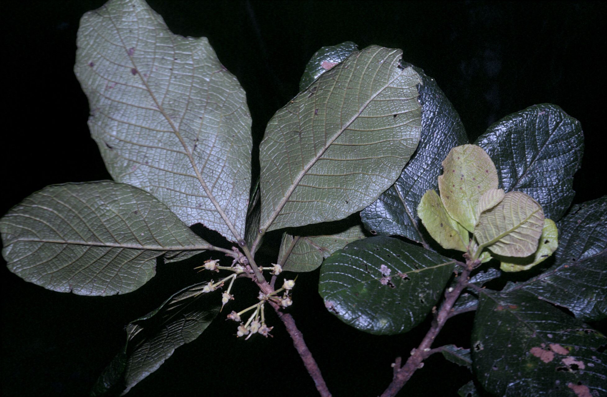 Sloanea granulosa — houseplant care guide