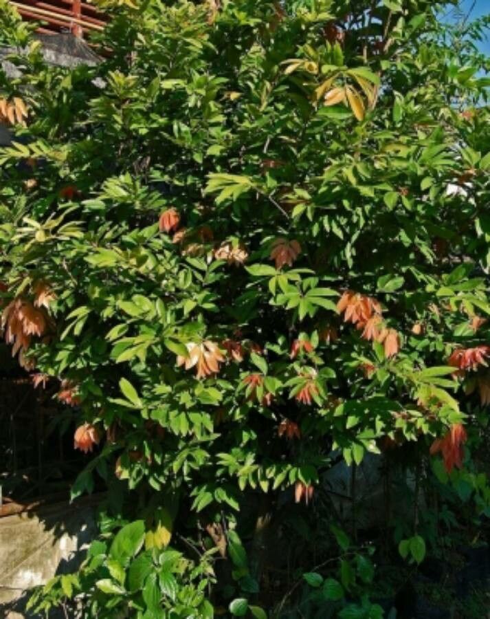 Cynometra cauliflora leaf