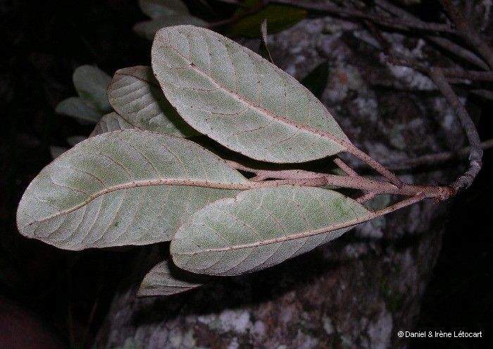 Pycnandra bourailensis — houseplant care guide
