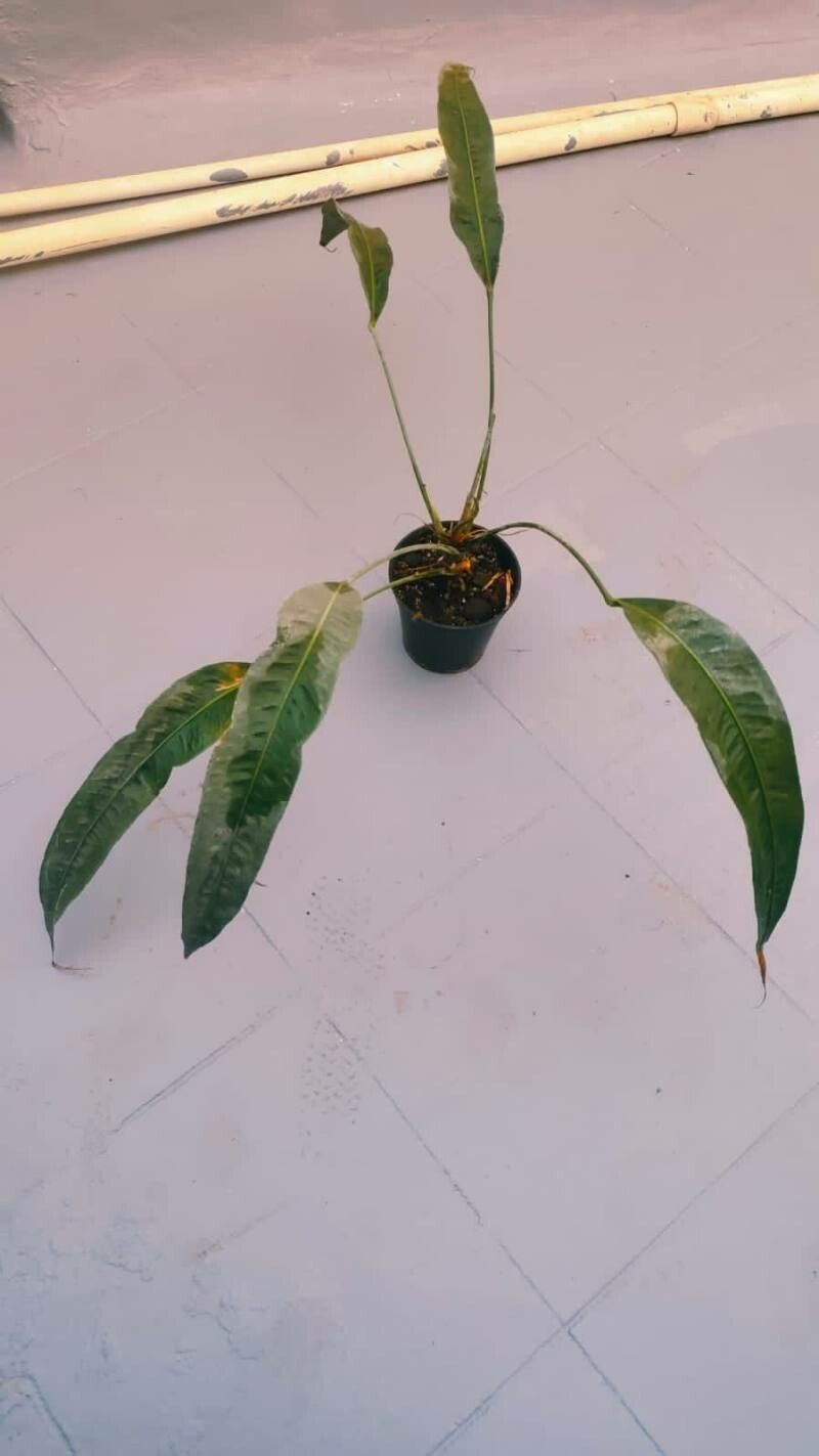 Anthurium pendulifolium — houseplant care guide