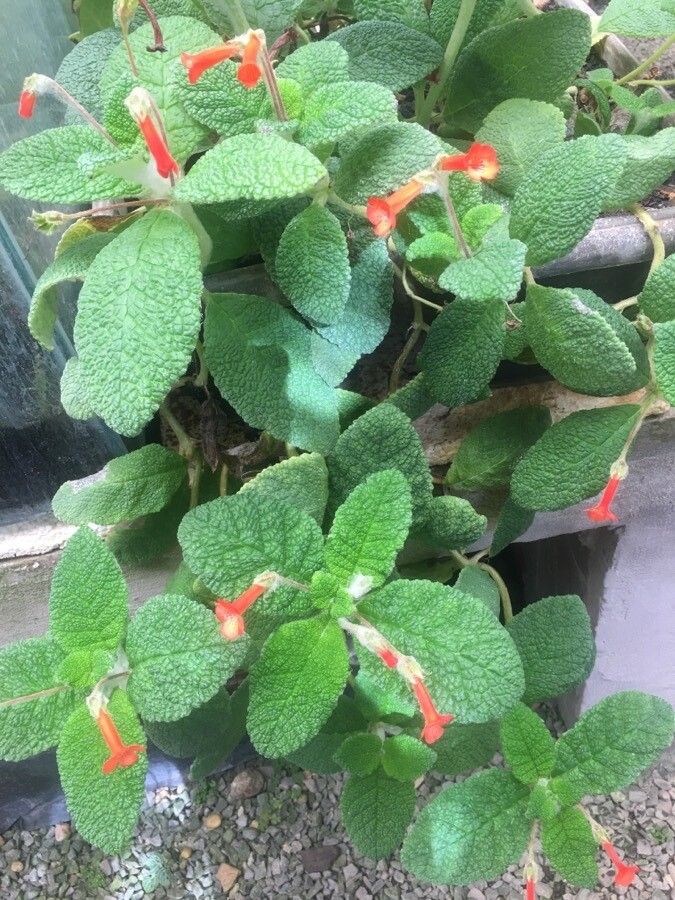 Sinningia bullata habit