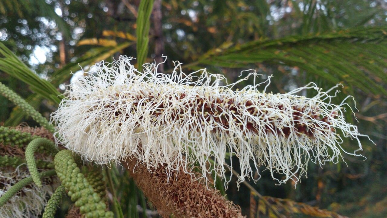 Pentaclethra macroloba flower