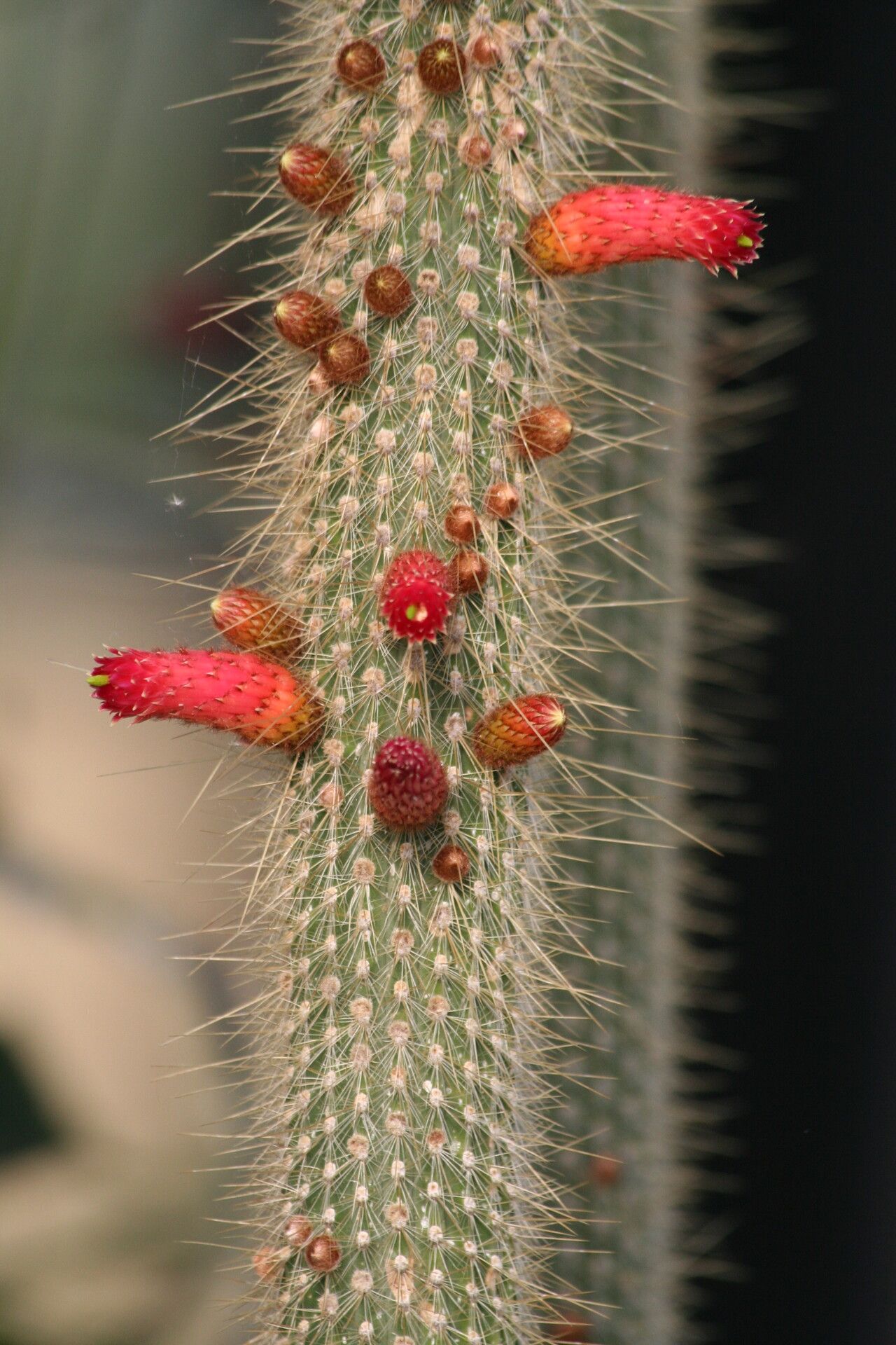 Cleistocactus parviflorus flower