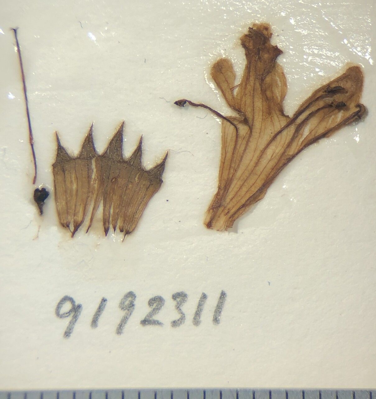 Stachys rigida other