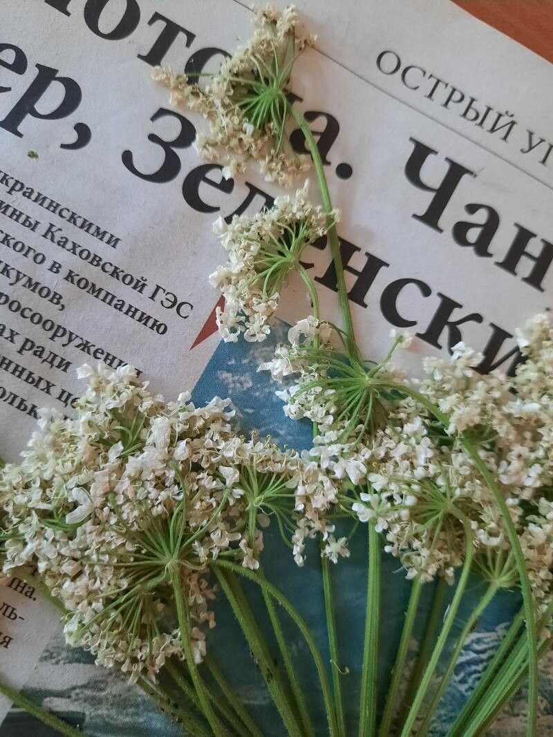 Heracleum dissectum flower