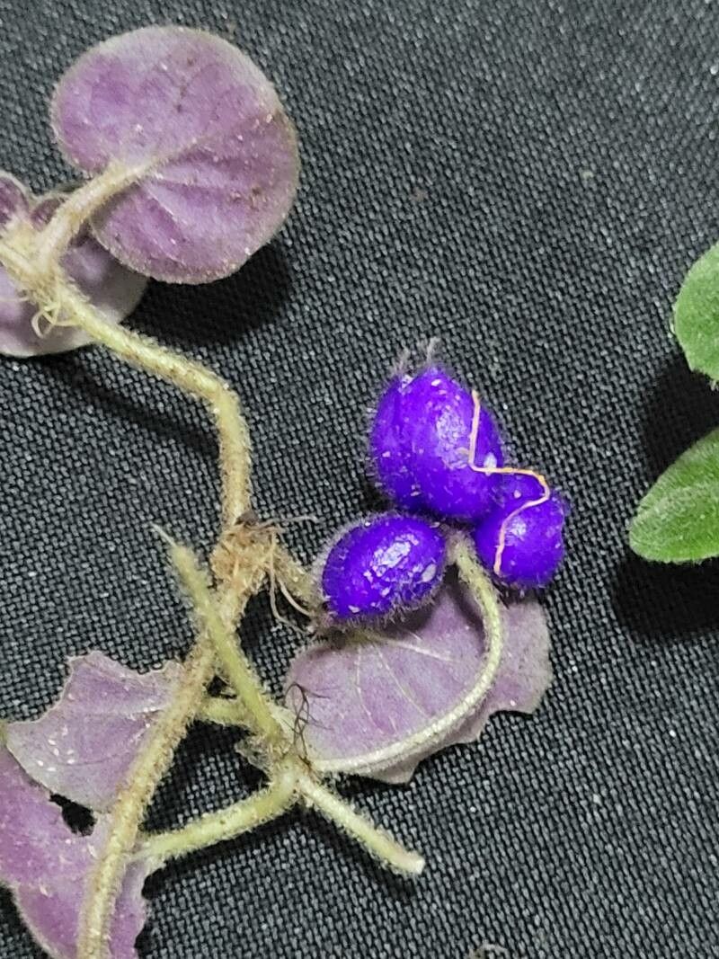 Coccocypselum condalia fruit