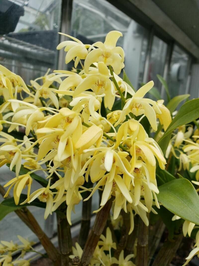 Dendrobium tetragonum flower