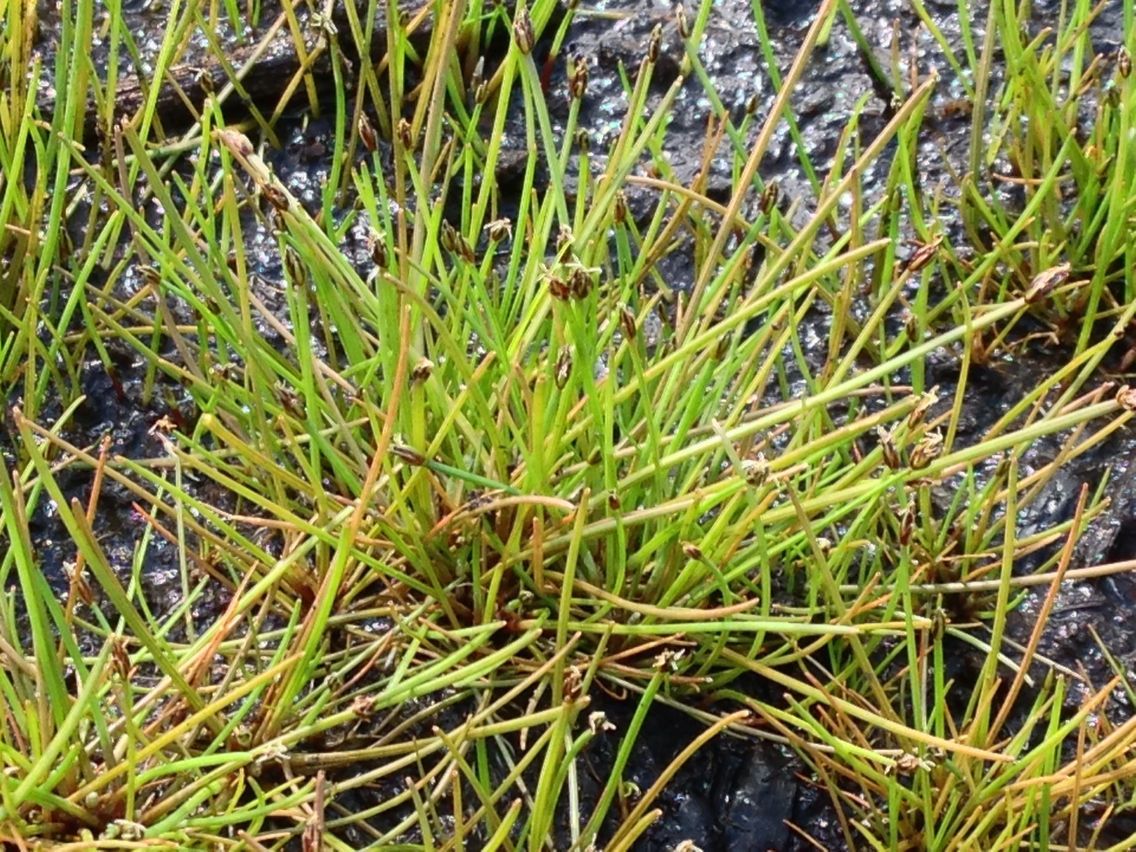 Eleocharis flavescens habit