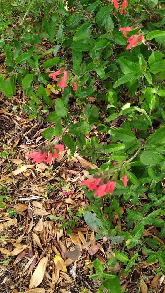 Salvia blepharophylla habit