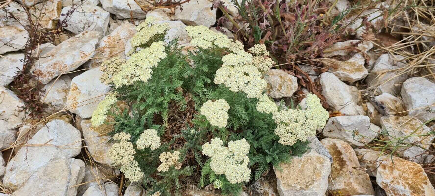 Achillea crithmifolia habit