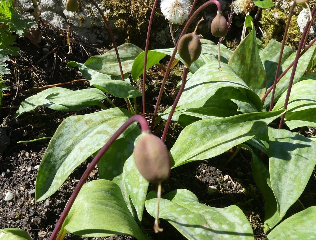 Erythronium dens-canis fruit