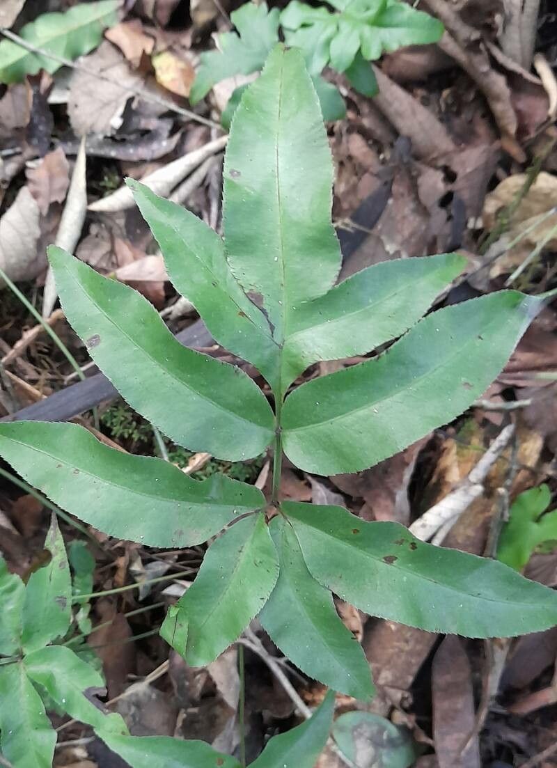 Pteris brasiliensis — search result for 'Pteris'