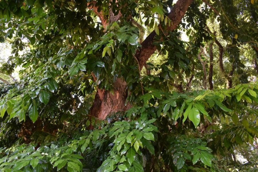 Swartzia langsdorffii habit