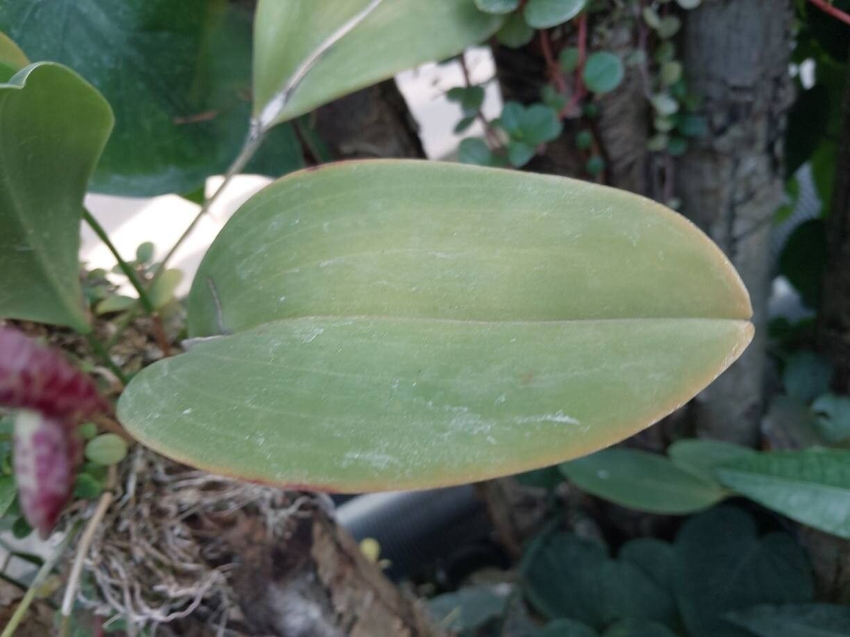 Pleurothallis restrepioides — houseplant care guide