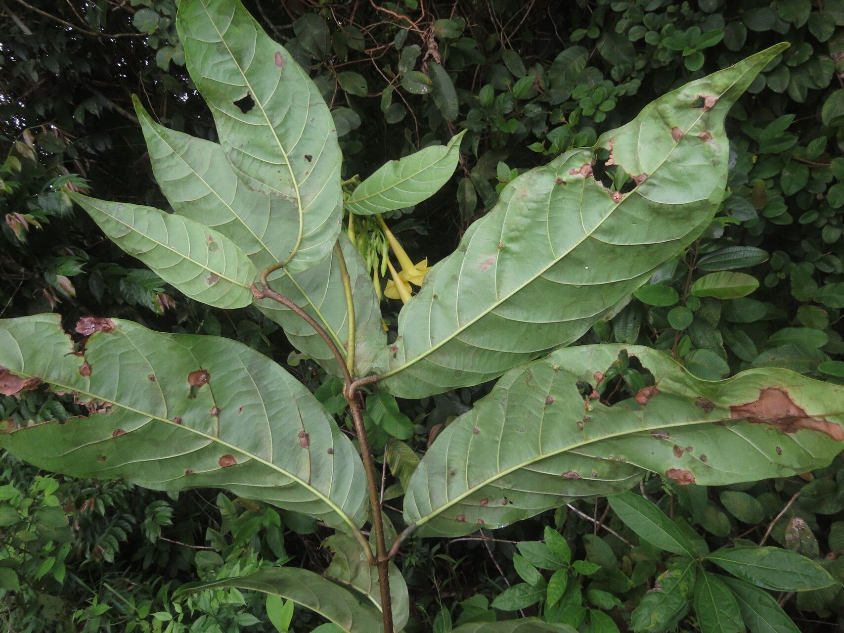 Odontadenia semidigyna — houseplant care guide