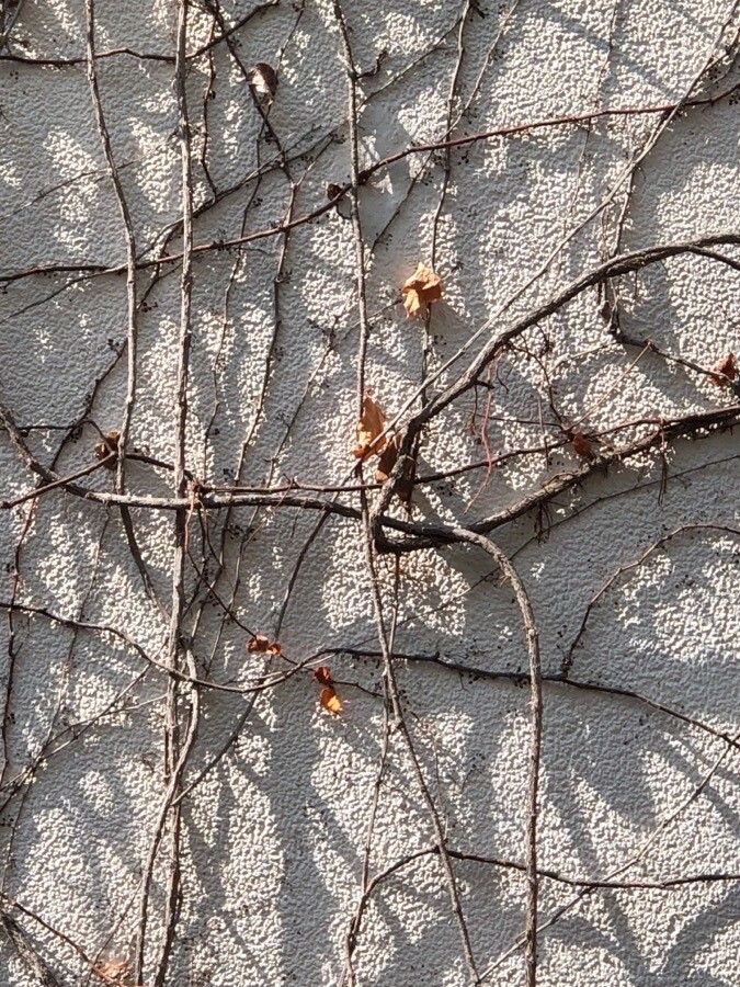 Parthenocissus dalzielii other