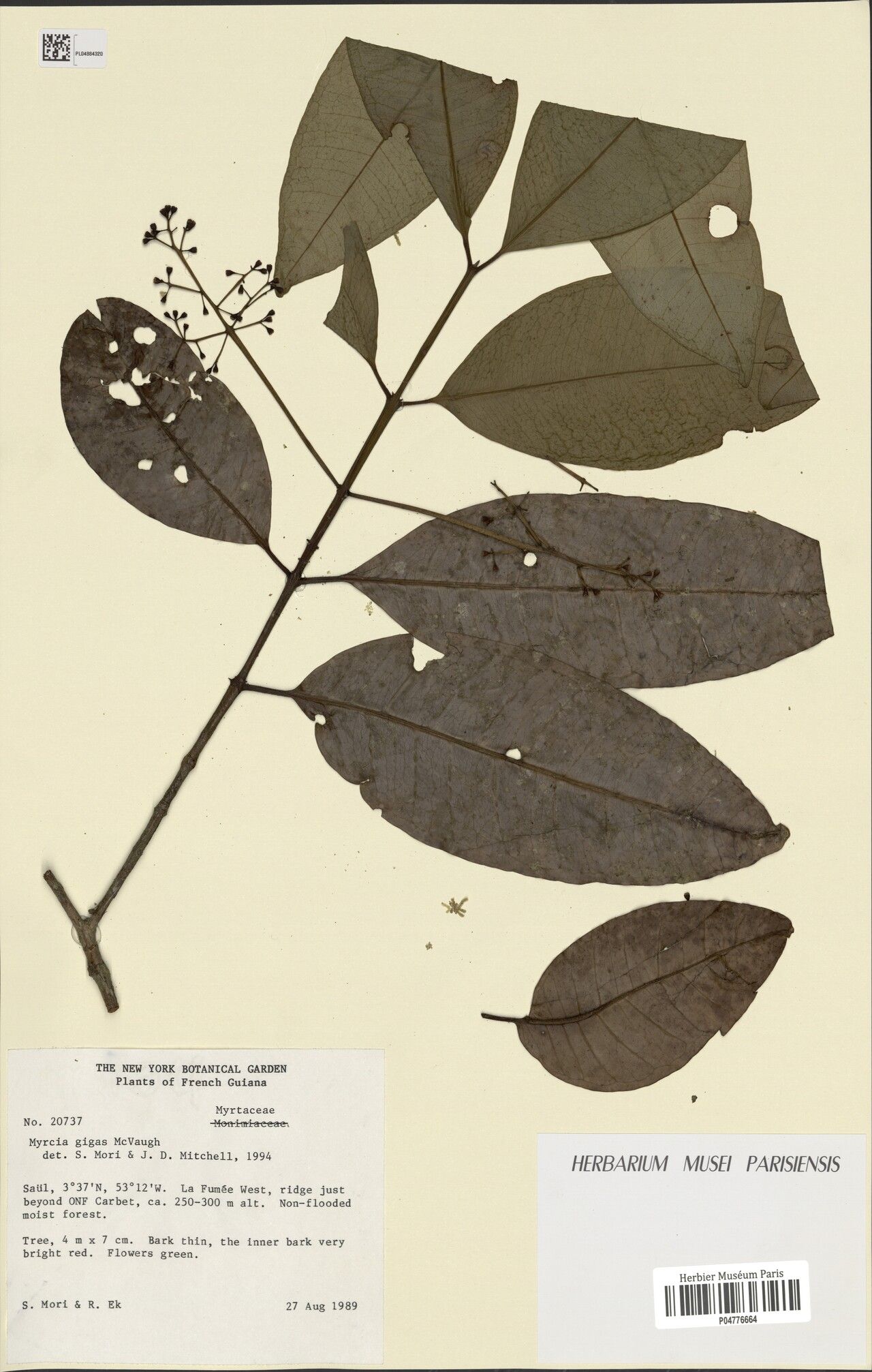 Myrcia gigas leaf