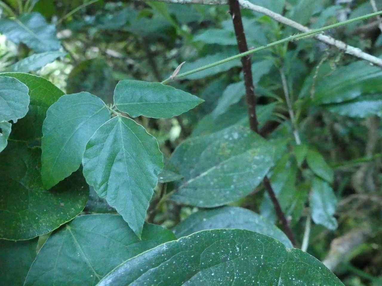 Hylodesmum repandum leaf