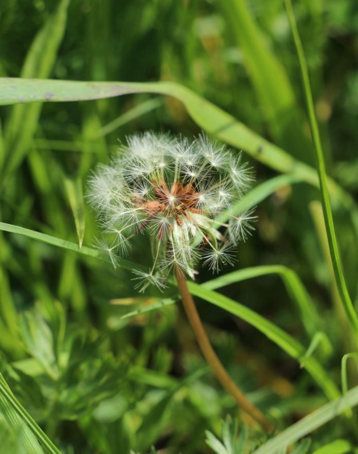 Taraxacum schroeterianum flower